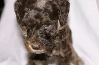 Reese, a female Labradoodle for sale in Orlando, FL – 3 of 3