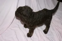 Chocolate 2, a male Labradoodle for sale in Orlando, FL – 1 of 3