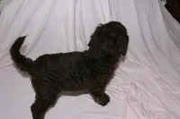 Chocolate 2, a male Labradoodle for sale in Orlando, FL – 3 of 3