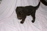 Chocolate 2, a male Labradoodle for sale in Orlando, FL – 2 of 3