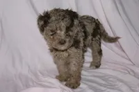 Cream Merle, a female Labradoodle for sale in Orlando, FL – 2 of 5