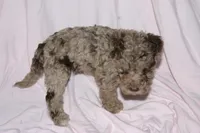 Cream Merle, a female Labradoodle for sale in Orlando, FL – 3 of 5