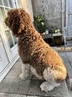 Popcorn, a male Labradoodle for sale in Orlando, FL – Photo 4 of 7