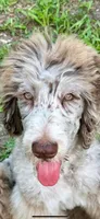 Popcorn, a male Labradoodle for sale in Orlando, FL – Photo 6 of 7