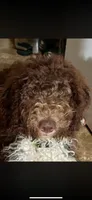 Popcorn, a male Labradoodle for sale in Orlando, FL – Photo 5 of 7