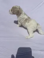 Popcorn, a male Labradoodle for sale in Orlando, FL – Photo 2 of 7