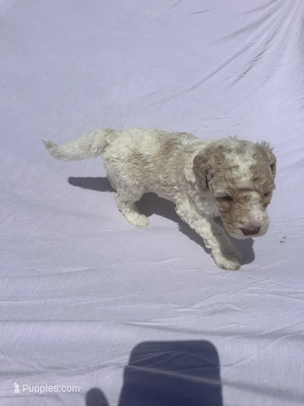 Popcorn – Labradoodle puppy for sale in Orlando, FL