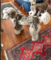 Popcorn, a male Labradoodle for sale in Orlando, FL – Photo 3 of 7