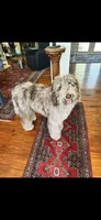 Patch, a male Labradoodle for sale in Orlando, FL – 6 of 8