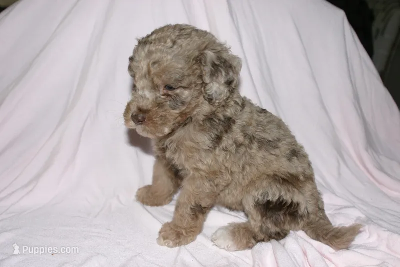 Cream Merle – Labradoodle puppy for sale in Orlando, FL