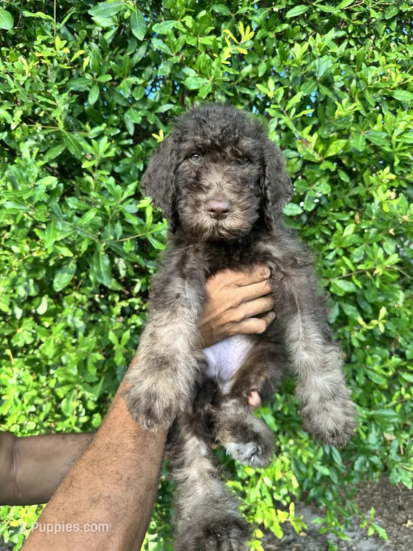 Chocolate 2 – Labradoodle puppy for sale in Orlando, FL