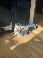 Male, Teacup, a male Yorkshire Terrier for sale in Shakopee, MN – Photo 3 of 3