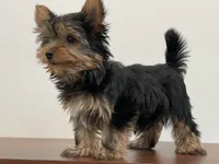 Male, Teacup, a male Yorkshire Terrier for sale in Shakopee, MN – Photo 1 of 3