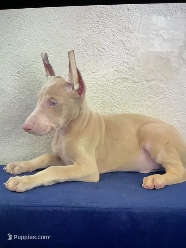 Snow – Doberman Pinscher puppy for sale in San Diego, CA