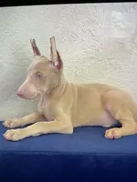 Snow, a male Doberman Pinscher for sale in San Diego, CA – 1 of 2