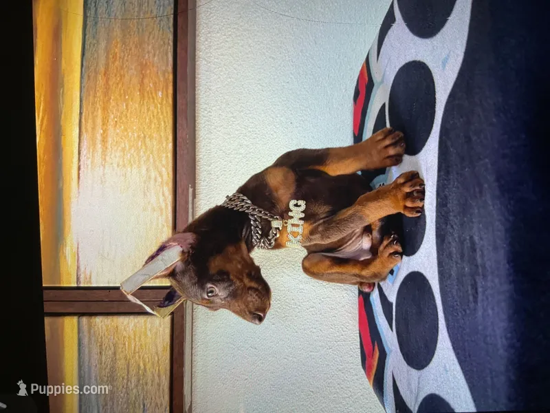 King – Doberman Pinscher puppy for sale in San Diego, CA