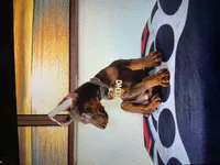 King, a female Doberman Pinscher for sale in San Diego, CA – 1 of 1