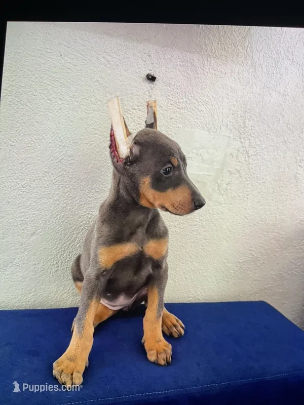 Sky – Doberman Pinscher puppy for sale in San Diego, CA