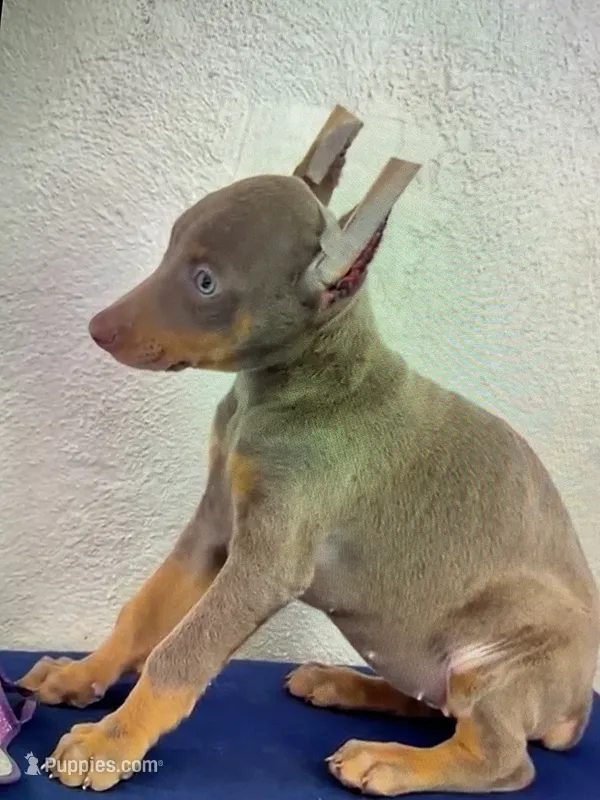 Cleo – Doberman Pinscher puppy for sale in San Diego, CA