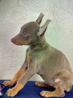 Cleo, a female Doberman Pinscher for sale in San Diego, CA – 1 of 1