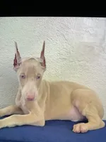 Snow, a male Doberman Pinscher for sale in San Diego, CA – 2 of 2