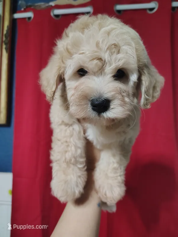 Grey collar  – Maltipoo puppy for sale in San Antonio, TX