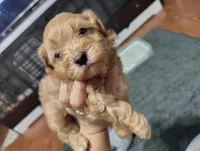 Black collar , a male Maltipoo for sale in San Antonio, TX – 4 of 5