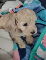 Grey collar , a male Maltipoo for sale in San Antonio, TX – 2 of 4