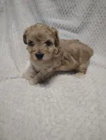 Red collar , a male Maltipoo for sale in San Antonio, TX – 6 of 7