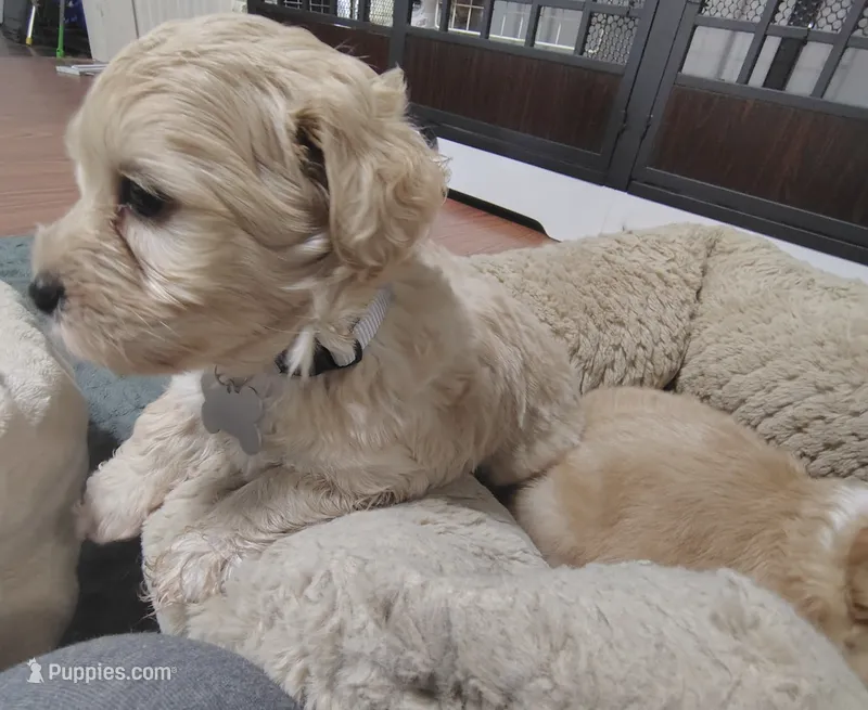 Grey collar  – Maltipoo puppy for sale in San Antonio, TX