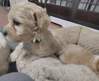 Grey collar , a male Maltipoo for sale in San Antonio, TX – 1 of 4