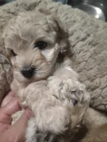 Red collar , a male Maltipoo for sale in San Antonio, TX – 4 of 7