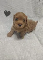 Black collar , a male Maltipoo for sale in San Antonio, TX – 2 of 5