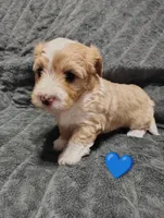 Blue collar , a male Maltipoo for sale in San Antonio, TX – 2 of 6