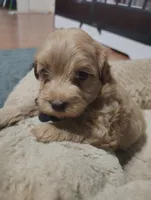 Black collar , a male Maltipoo for sale in San Antonio, TX – 3 of 5