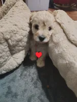 Red collar , a male Maltipoo for sale in San Antonio, TX – 3 of 7