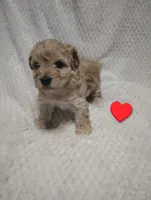 Red collar , a male Maltipoo for sale in San Antonio, TX – 5 of 7