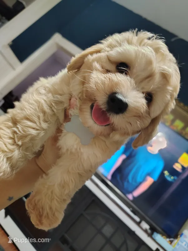 Grey collar  – Maltipoo puppy for sale in San Antonio, TX