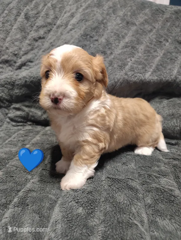Blue collar  – Maltipoo puppy for sale in San Antonio, TX