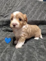 Blue collar , a male Maltipoo for sale in San Antonio, TX – 3 of 6