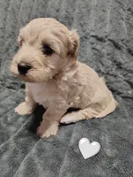 Grey collar , a male Maltipoo for sale in San Antonio, TX – 3 of 4