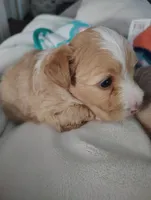 Blue collar , a male Maltipoo for sale in San Antonio, TX – 4 of 6