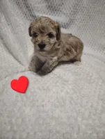 Red collar , a male Maltipoo for sale in San Antonio, TX – 2 of 7