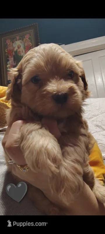 Black collar  – Maltipoo puppy for sale in San Antonio, TX