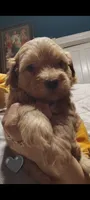 Black collar , a male Maltipoo for sale in San Antonio, TX – 1 of 5
