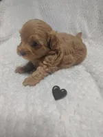 Black collar , a male Maltipoo for sale in San Antonio, TX – 5 of 5