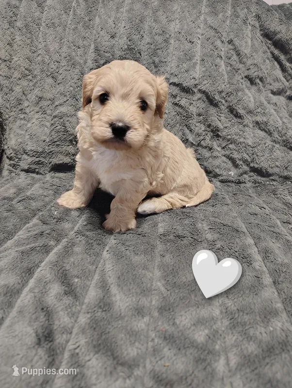 Grey collar  – Maltipoo puppy for sale in San Antonio, TX