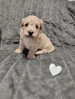 Grey collar , a male Maltipoo for sale in San Antonio, TX – 4 of 4
