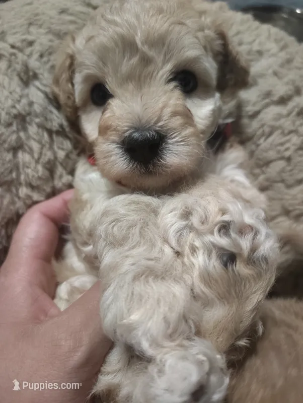 Red collar  – Maltipoo puppy for sale in San Antonio, TX