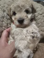 Red collar , a male Maltipoo for sale in San Antonio, TX – 1 of 7